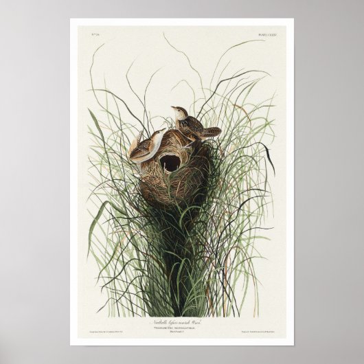 Nuttall's kleiner Marsh Wren von Audubon Poster (Vorne)