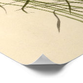 Nuttalls kleiner Sumpf Wren Poster (Ecke)