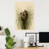 Nuttalls kleiner Sumpf Wren Poster (Heimbüro)