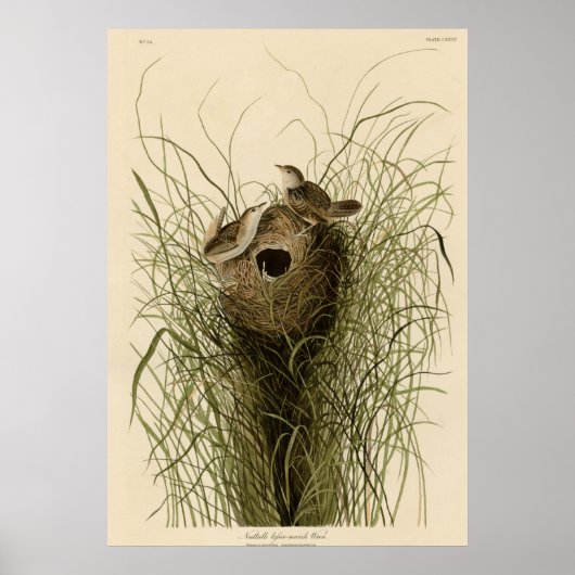 Nuttalls kleiner Sumpf Wren Poster (Vorne)