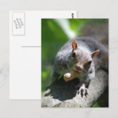 Nutte Eichhörnchen Postcard Postkarte (Vorne/Hinten)