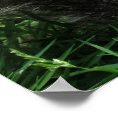 Nutty squirrel Closeup Poster (Ecke)