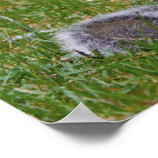 Nutty Squirrel Poster (Ecke)