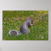 Nutty Squirrel Poster (Vorne)