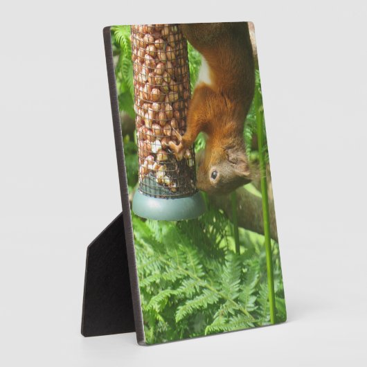 Nutty Upside Down Eichhörnchen Dekorative Print. Fotoplatte (Seite)