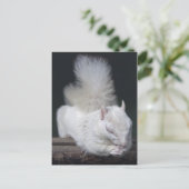 Nutty's Gebet Postkarte (Stehend Vorderseite)