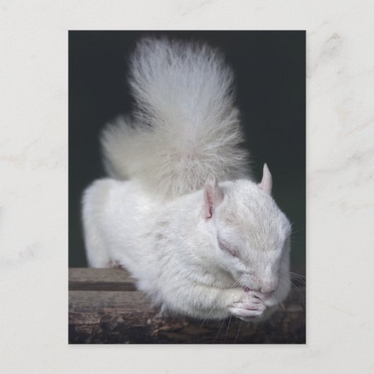 Nutty's Gebet Postkarte (Vorderseite)