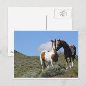 Nuzzling Pferde Postkarte (Vorne/Hinten)