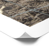 Nuzzling Zebras Poster (Ecke)