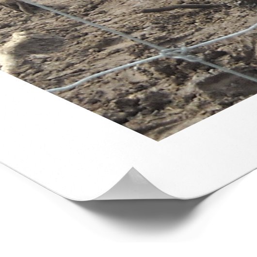 Nuzzling Zebras Poster (Ecke)