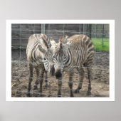 Nuzzling Zebras Poster (Vorne)