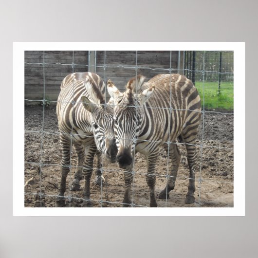 Nuzzling Zebras Poster (Vorne)