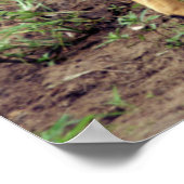 Nyala, Hluhluwe-Umfolozi-Spielreserve Poster (Ecke)