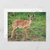 Nyala, Hluhluwe-Umfolozi-Spielreserve Postkarte (Vorne/Hinten)