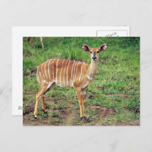 Nyala, Hluhluwe-Umfolozi-Spielreserve Postkarte (Vorne/Hinten)