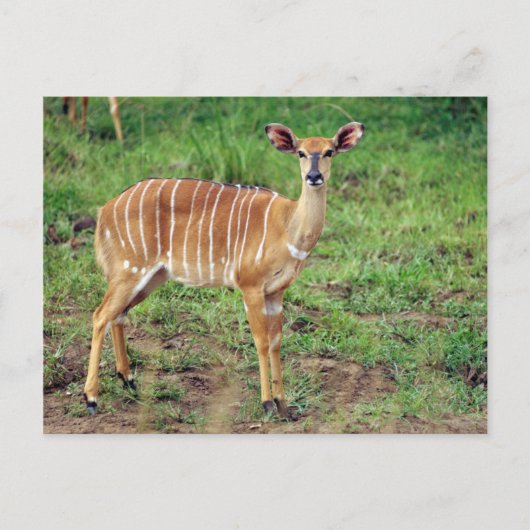 Nyala, Hluhluwe-Umfolozi-Spielreserve Postkarte (Vorderseite)