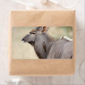 Nyala mit Oxpecker (Insitu)