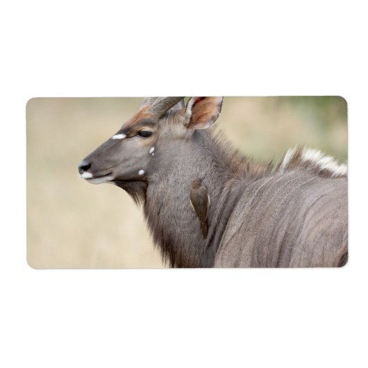 Nyala mit Oxpecker (Vorne)