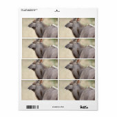 Nyala mit Oxpecker (Vorne)