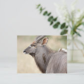 Nyala mit Oxpecker Postkarte (Stehend Vorderseite)