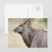 Nyala mit Oxpecker Postkarte (Vorne/Hinten)