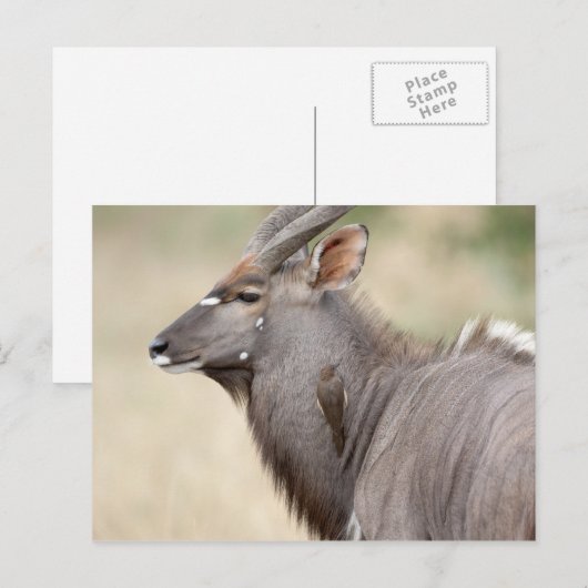Nyala mit Oxpecker Postkarte (Vorne/Hinten)