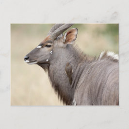 Nyala mit Oxpecker Postkarte