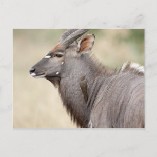 Nyala mit Oxpecker Postkarte
