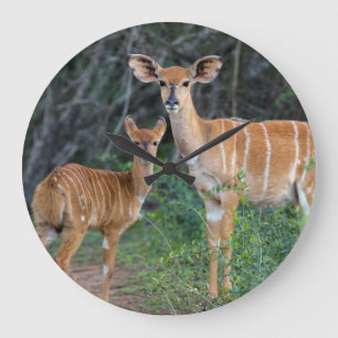 Nyala (Tragelaphus Angazii) mit Jungen, Ndumo Große Wanduhr
