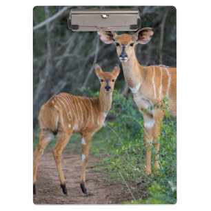 Nyala (Tragelaphus Angazii) mit Jungtier, Ndumo Klemmbrett