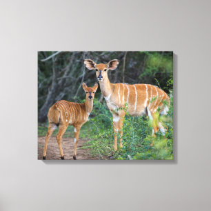 Nyala (Tragelaphus Angazii) mit Jungtier, Ndumo Leinwanddruck