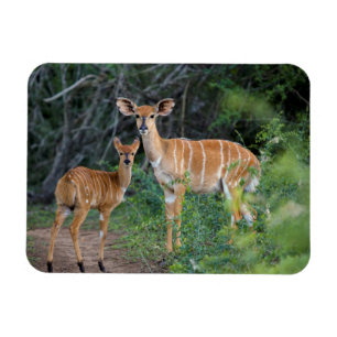 Nyala (Tragelaphus Angazii) mit Jungtier, Ndumo Magnet