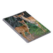 Nyala (Tragelaphus Angazii) mit Young, Ndumo Notizblock (Rechte Seite)