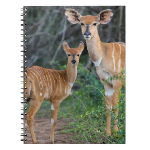 Nyala (Tragelaphus Angazii) mit Young, Ndumo Notizblock