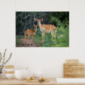 Nyala (Tragelaphus Angazii) mit Young, Ndumo Poster (Küche)