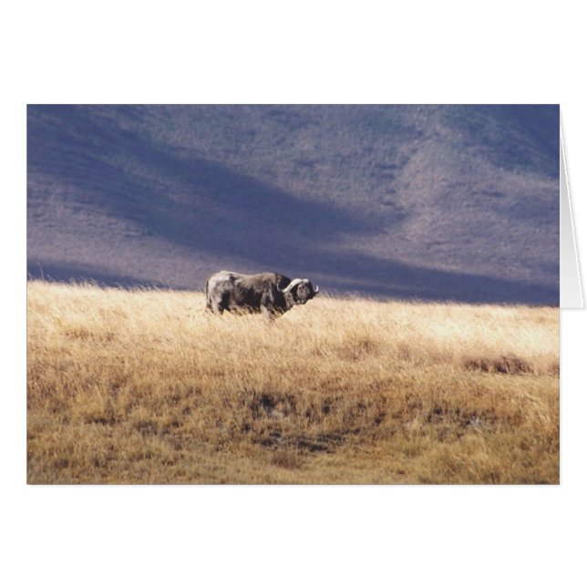 Nyati (Kap-Büffel) (Vorderseite (Horizontal))