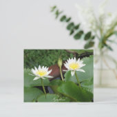 Nymphaea Blume Wasserlilie Postkarte (Stehend Vorderseite)