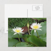 Nymphaea Blume Wasserlilie Postkarte (Vorne/Hinten)