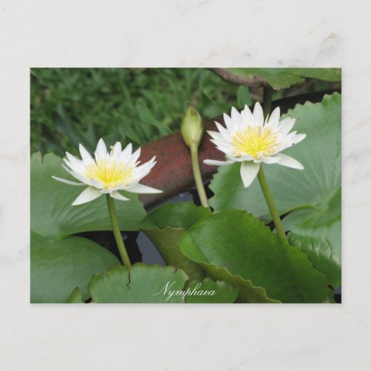 Nymphaea Blume Wasserlilie Postkarte (Vorderseite)