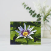 Nymphaea colorata - Afrikanische Wasserlilie Tansa Postkarte (Stehend Vorderseite)