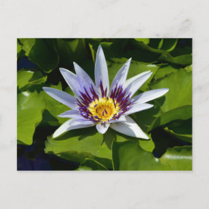 Nymphaea colorata - Afrikanische Wasserlilie Tansa Postkarte