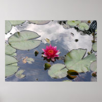Nymphaea Gloriosa