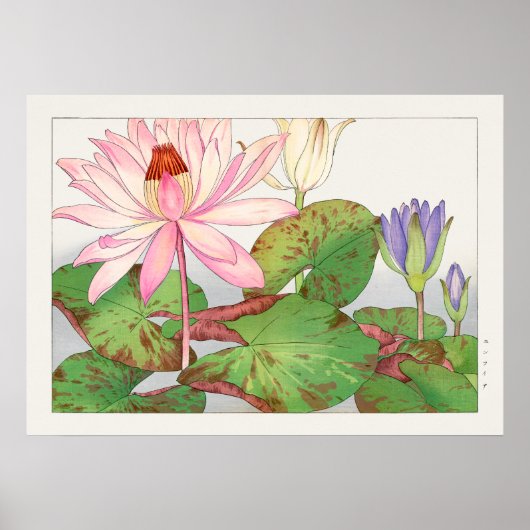 Nymphaea Lotus #1, Pink, Lily Pad, Tanigami Konan, Poster (Vorne)