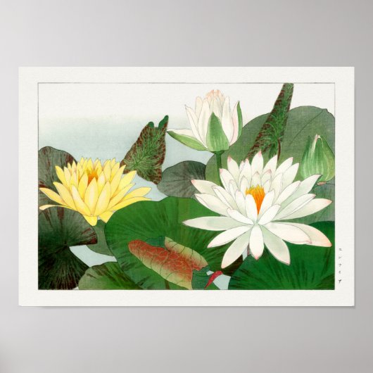 Nymphaea lotus poster (Vorne)