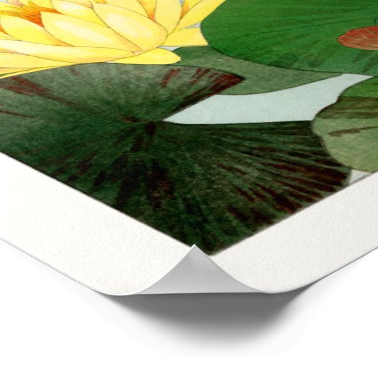 Nymphaea lotus poster (Ecke)