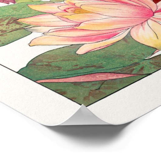 Nymphaea lotus poster (Ecke)