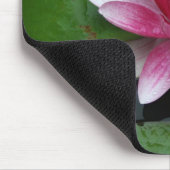 Nymphaea tetragona mousepad (Ecke)