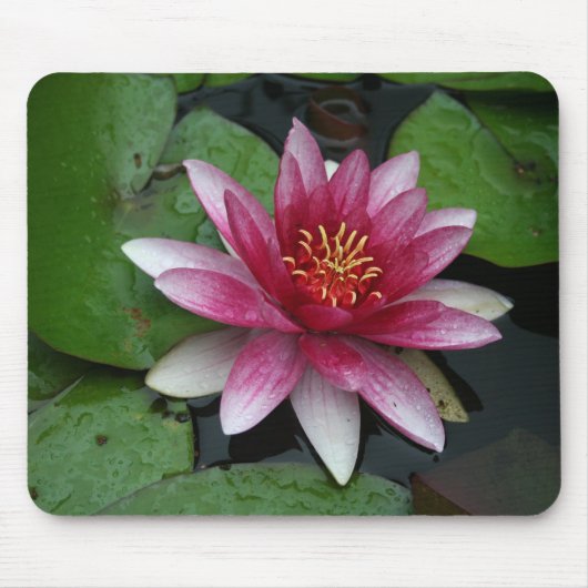Nymphaea tetragona mousepad (Vorne)
