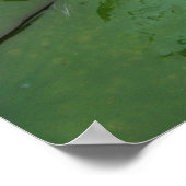 Nymphaea tetragona poster (Ecke)