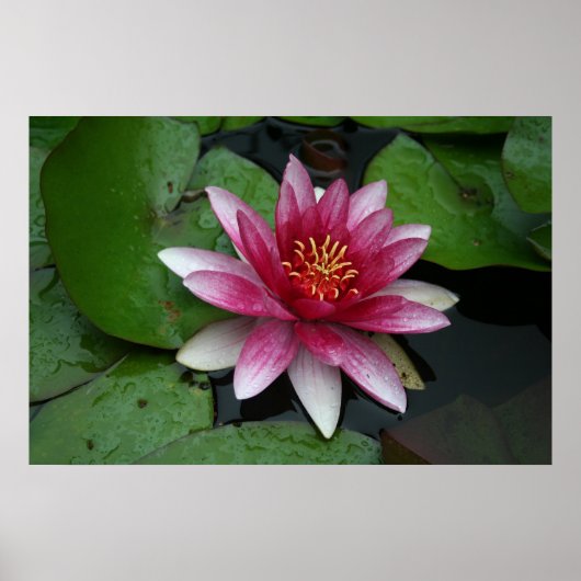 Nymphaea tetragona poster (Vorne)